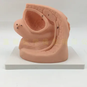 Модел на женското фолекатетера модел анатомия на вътрешните и външните полови органи и учебни помагала по сърдечна катетеризация на човек